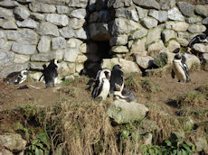 pinguins Burgers zoo