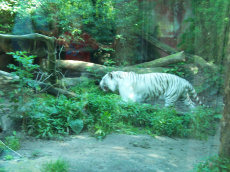 Dierenpark Amersfoort