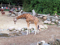 Dierenpark Amersfoort