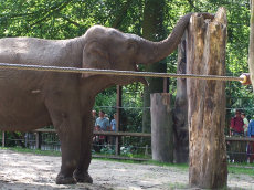 Dierenpark Amersfoort