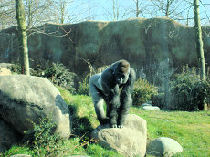 Diergaarde Blijdorp Bokito