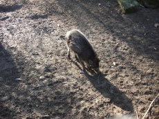 Zwijntje in diergaarde Blijdorp